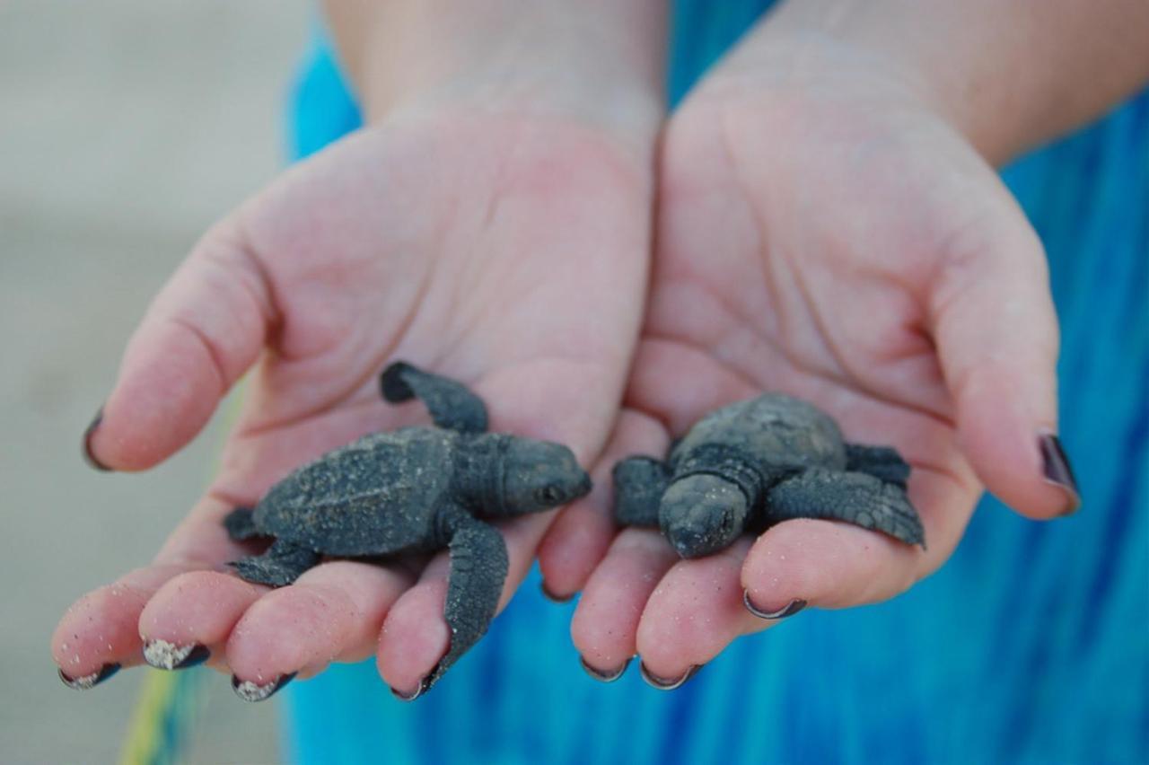 Turtle Paradise Tangalle Kültér fotó