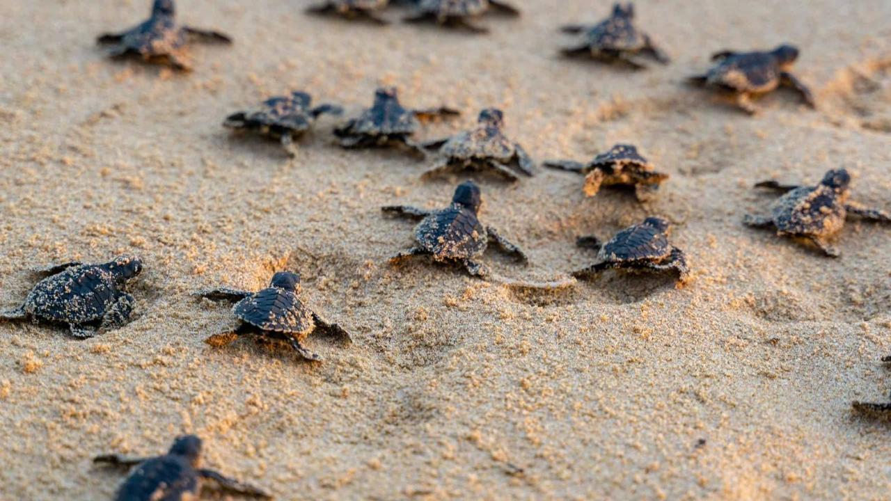 Turtle Paradise Tangalle Kültér fotó