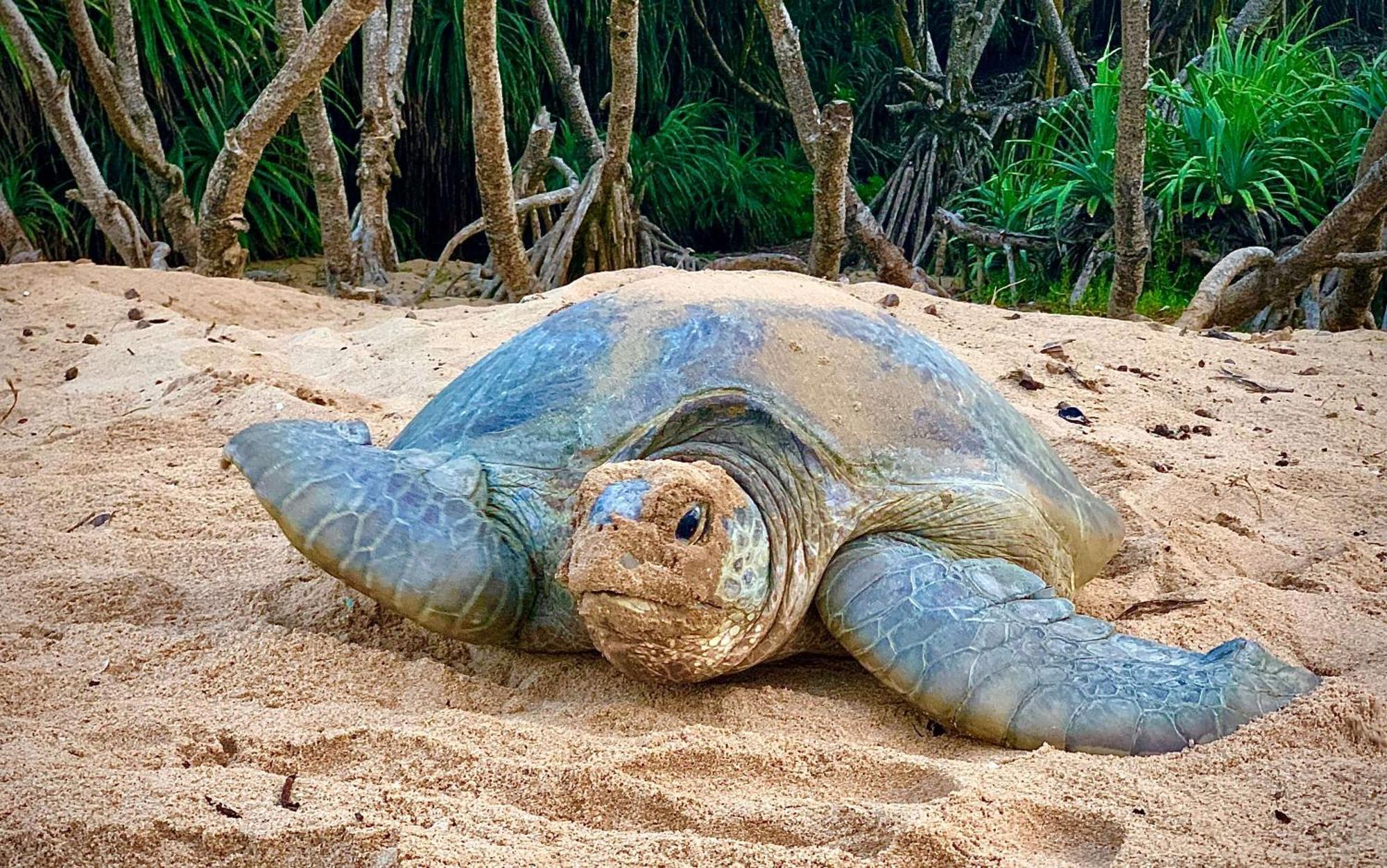 Turtle Paradise Tangalle Kültér fotó