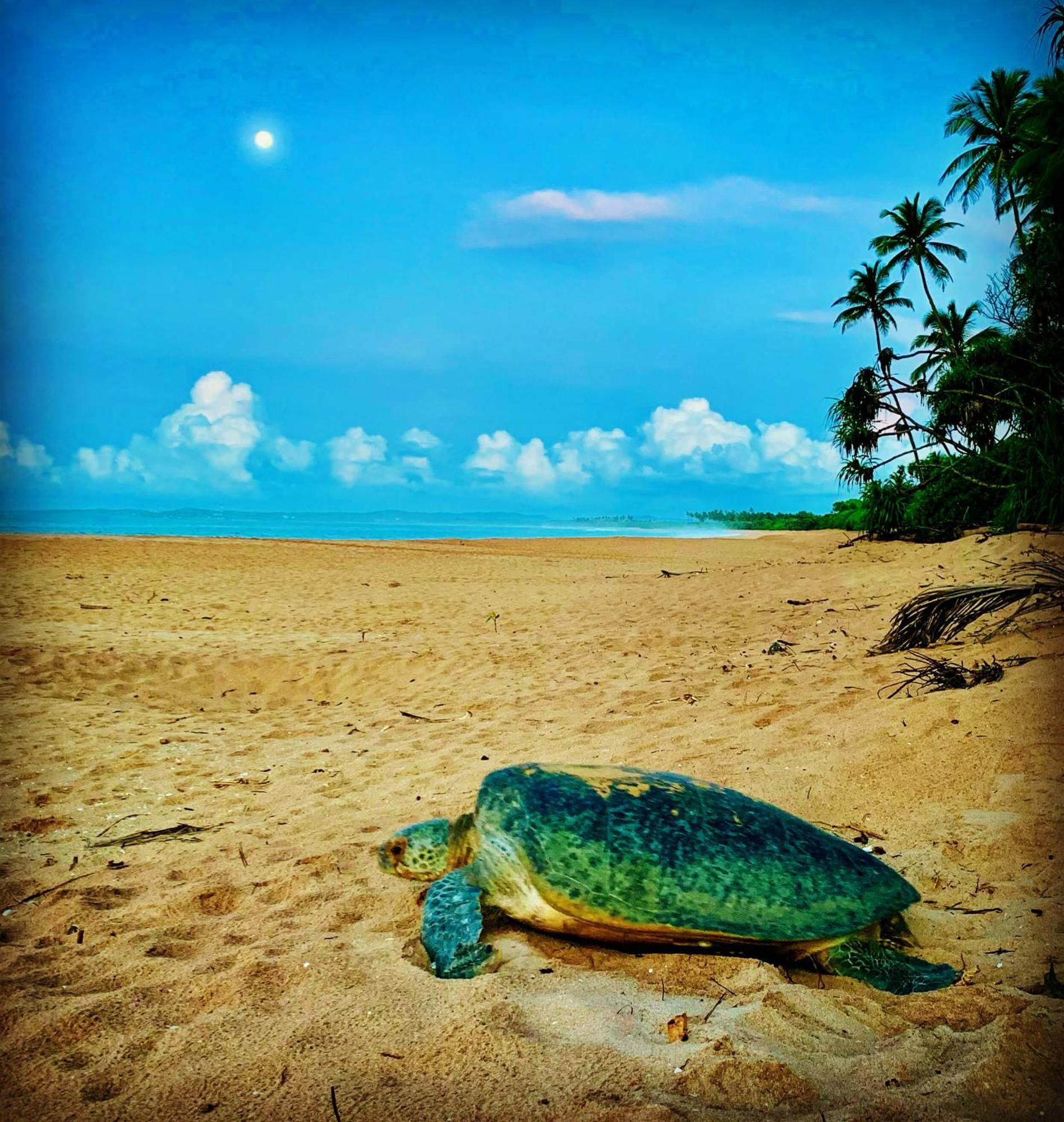 Turtle Paradise Tangalle Kültér fotó